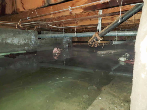 Best Professional water damage repair  in Georgetown, OH